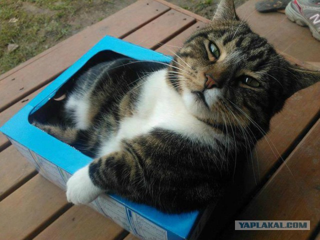 Котовторник  14.11.2017