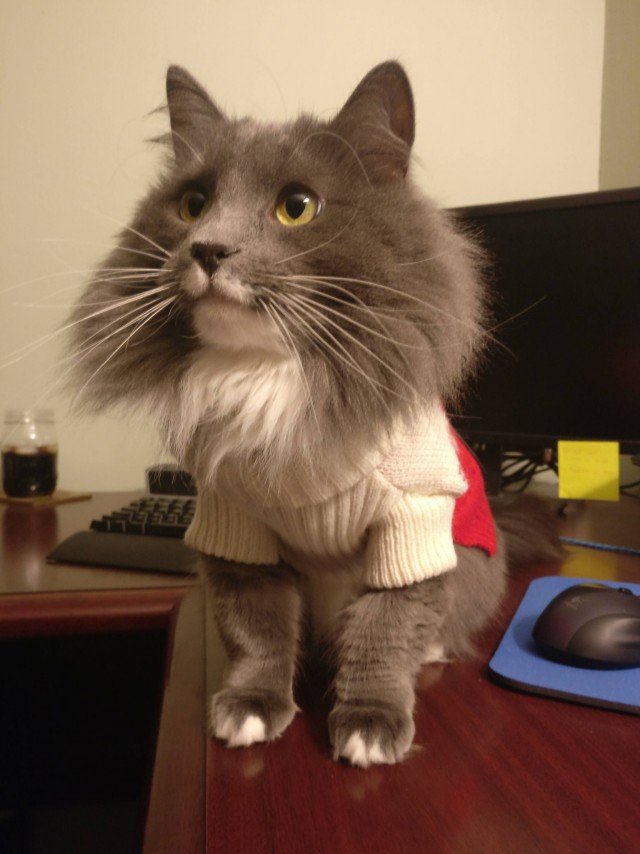 Коты и Кошки