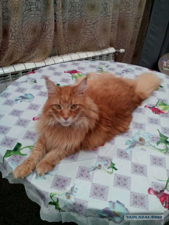 Котовторник 9.01.2018