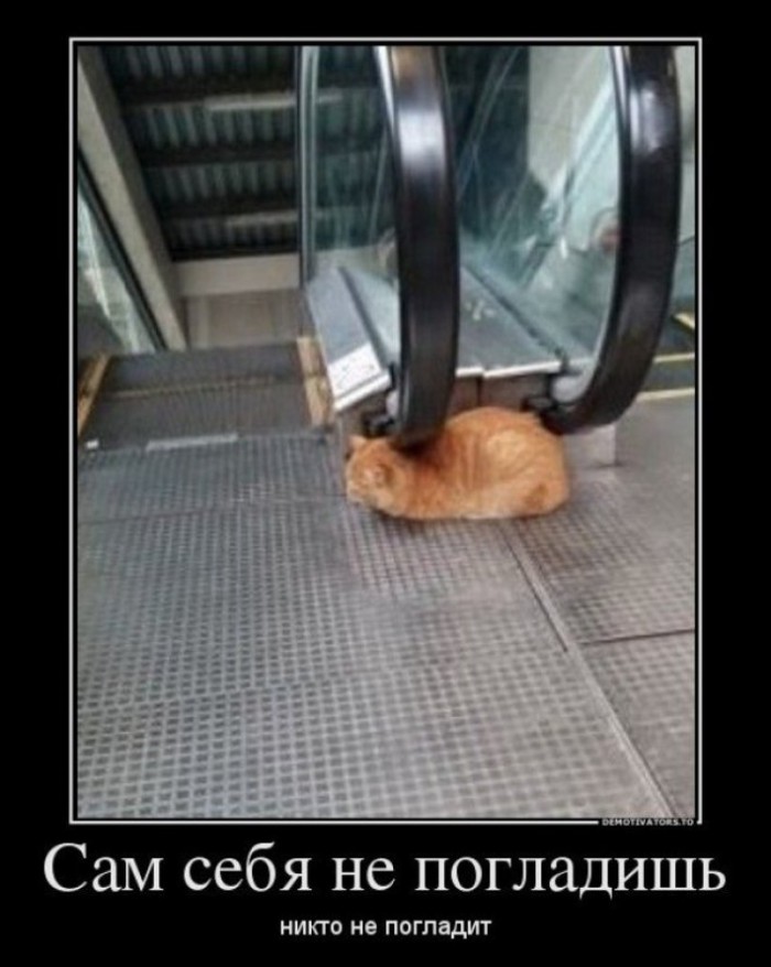 Котовторник 05.06.2018