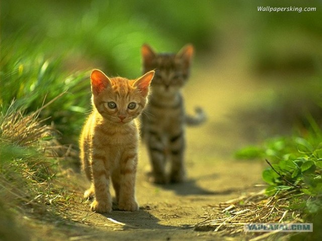 Даёшь Котовторник на ЯПе! (29.07.08)