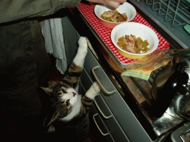 Уррааа! Котомет на ЯПлакалъ.