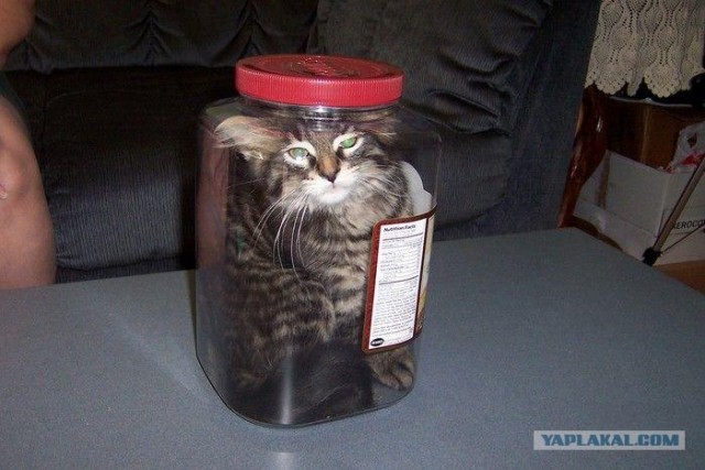 Котовторник: Кошки гаваны и другие!