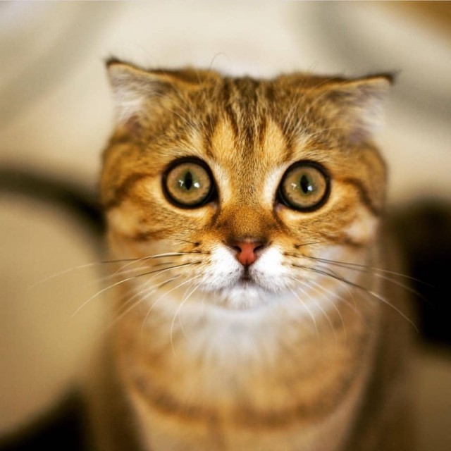 Немного милоты