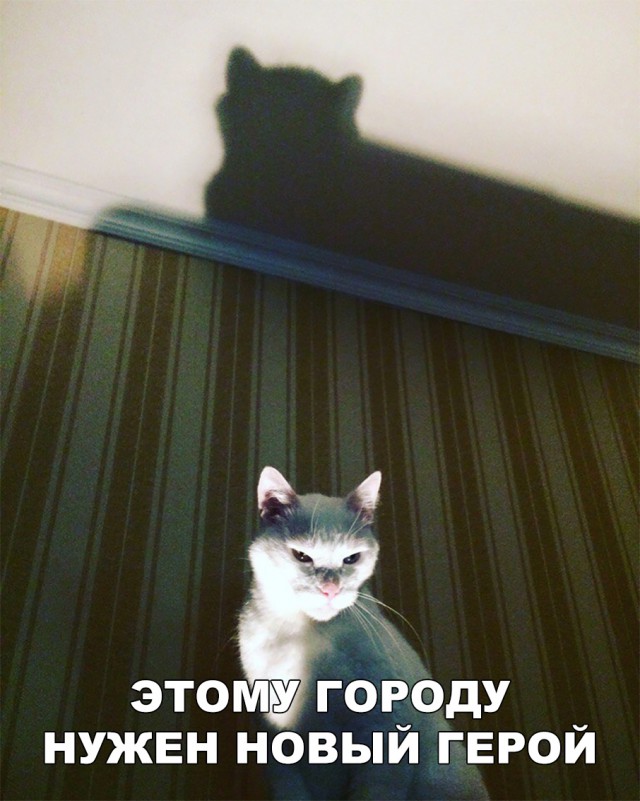 Прикольные картинки абавсём