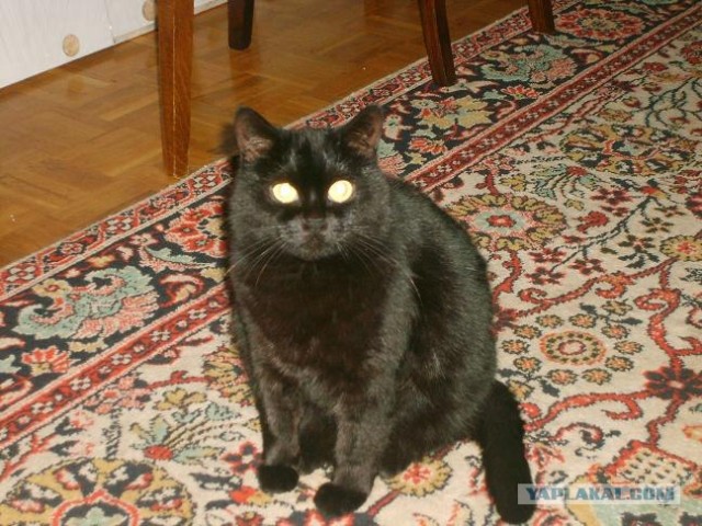 Выходные у кота