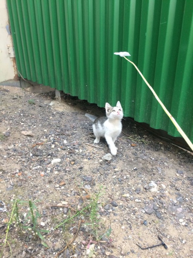 Прикольных котов пост