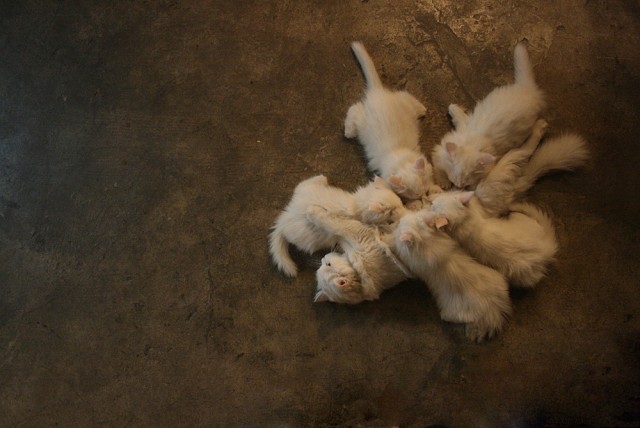 It's Catursday Fever! (Котовторник)