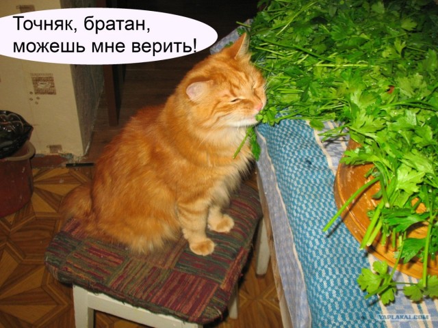 Супер-котофото на котовторник