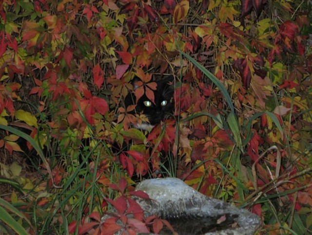 Котовторник! 11.10.11