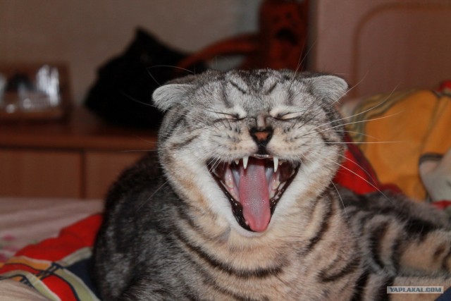 Котовторник (31.01.2012)