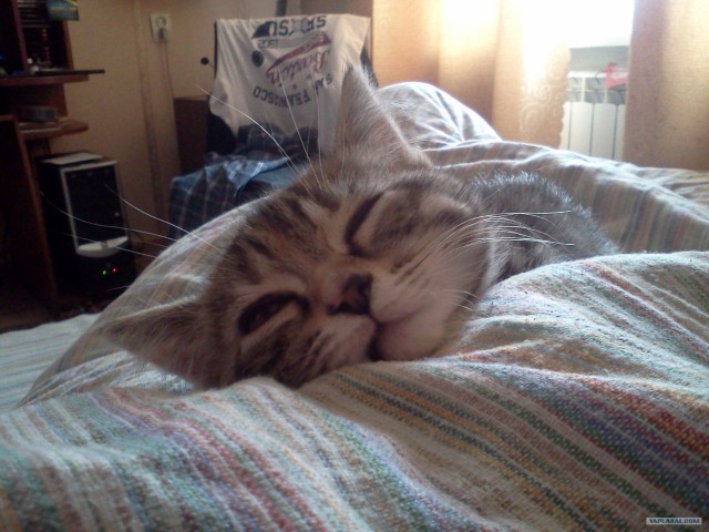 Котовторник (07.02.2012)