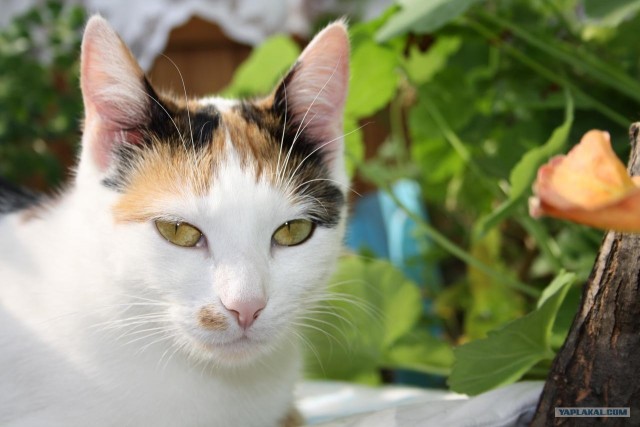 Котовторник 20.03.2012