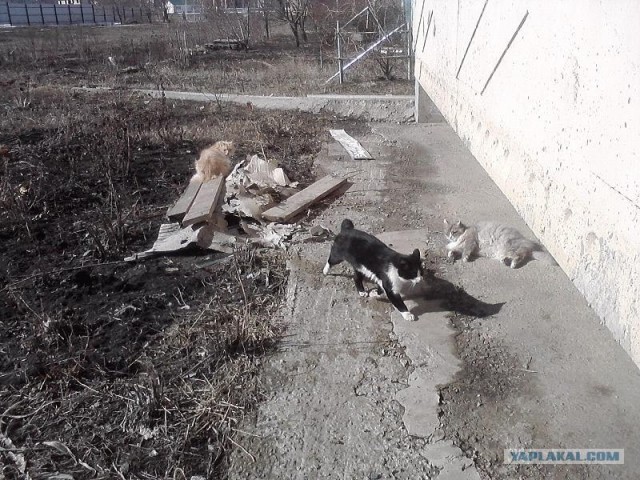 Котовторник 27.03.2012