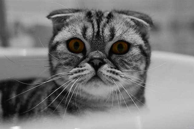 Котовторник  от 3.04.2012