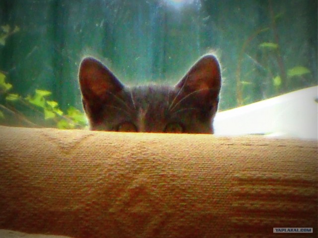 Котовторник  14.08.2012.