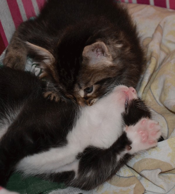 Котовторник  28.08.12