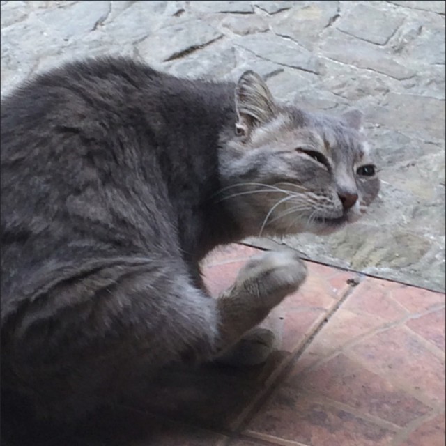 Забавные фото котеек