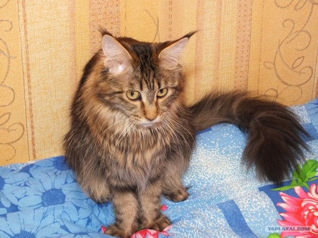 Котовторник 30.10.2012