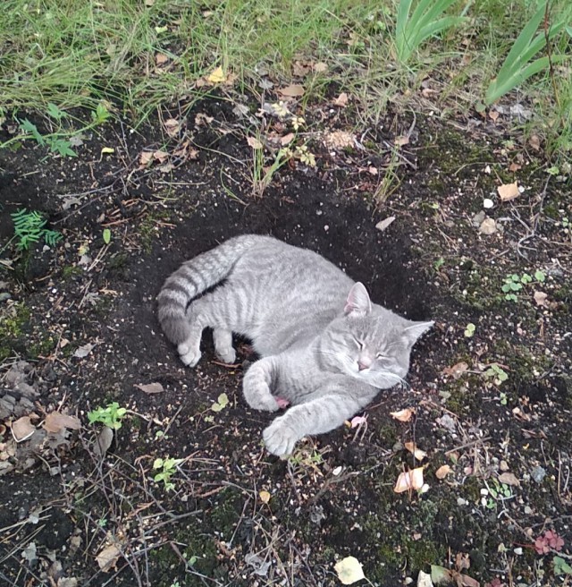 Парочка причин завести себе кота