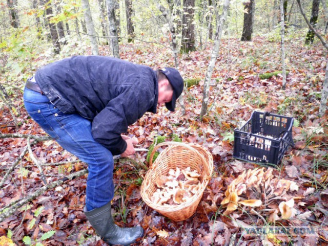 Обнаружено существо, у которого анус появляется тогда, когда оно собирается «сходить в туалет»