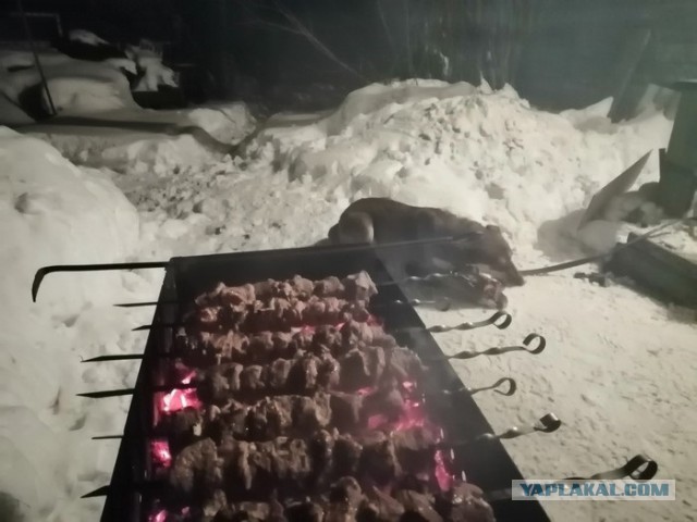 Выпускники приюта для собак