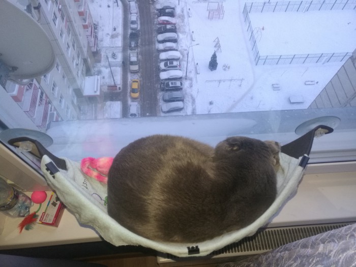 Мы маленькие котики, нам хочется гулять!