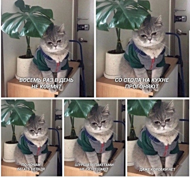 Картинки с котами и про котов