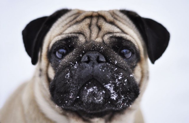 brown dress with white dots: Photo Cute pugs, Pugs, Dogs