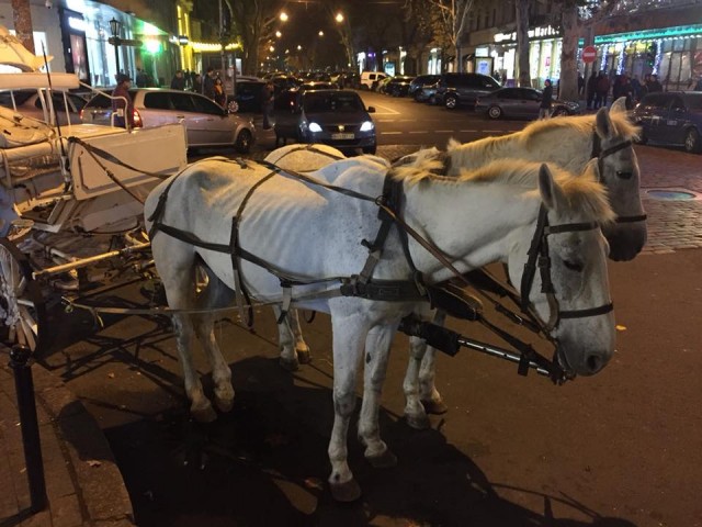 Конь наступил в лужу и умер в центре Москвы