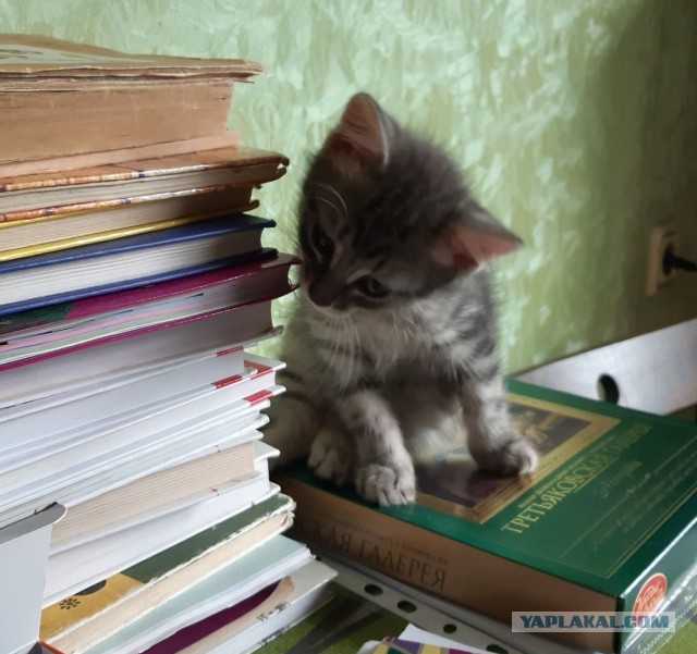 Котики-шпротики!)))