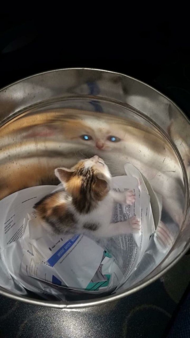 Эти забавные животные