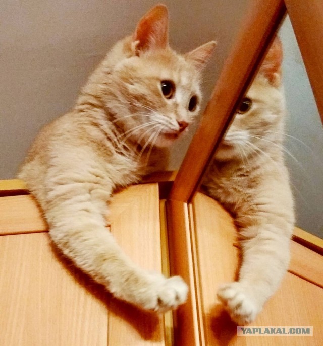 Котомемы