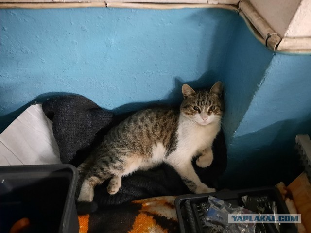 В завершение котовторника.