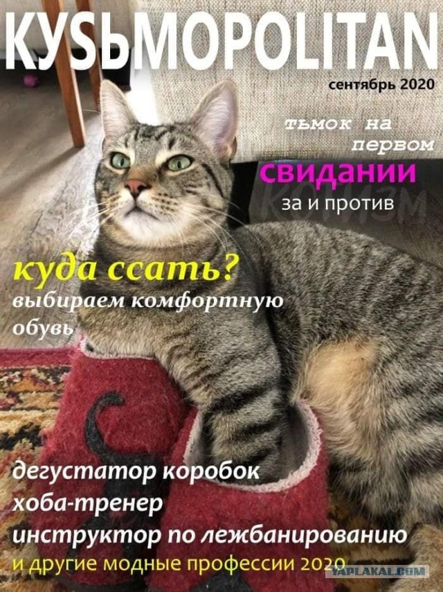 Как просить прощения у кошки, если сделал ей больно