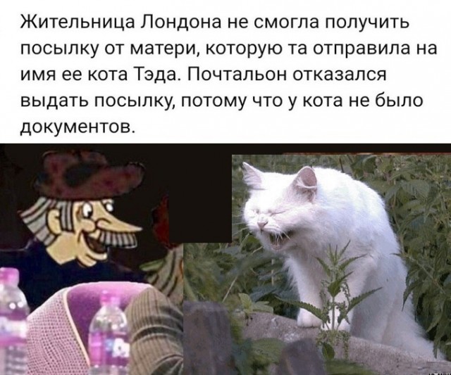 Картинки с котами и про котов