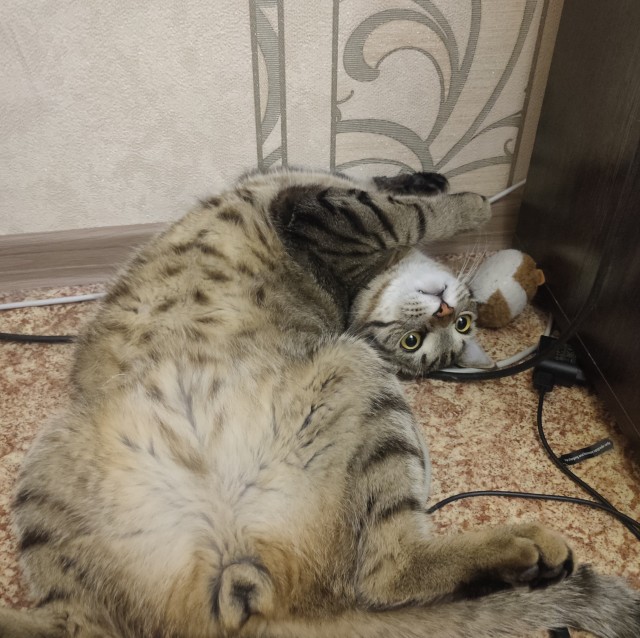 С котовторником!