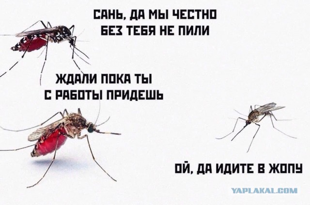 Разной степени баянности пикчи