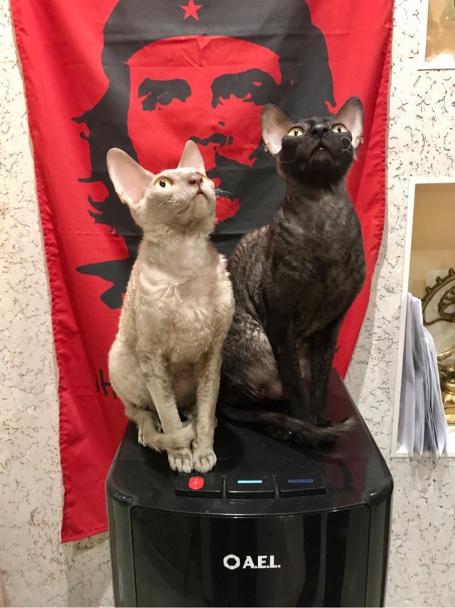 Хвалитесь своими кошечками