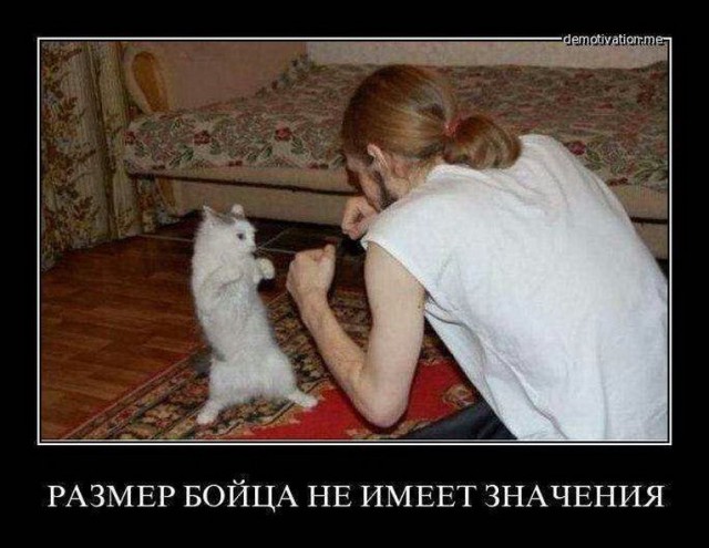 Злые котики - к последнему летнему котовторнику