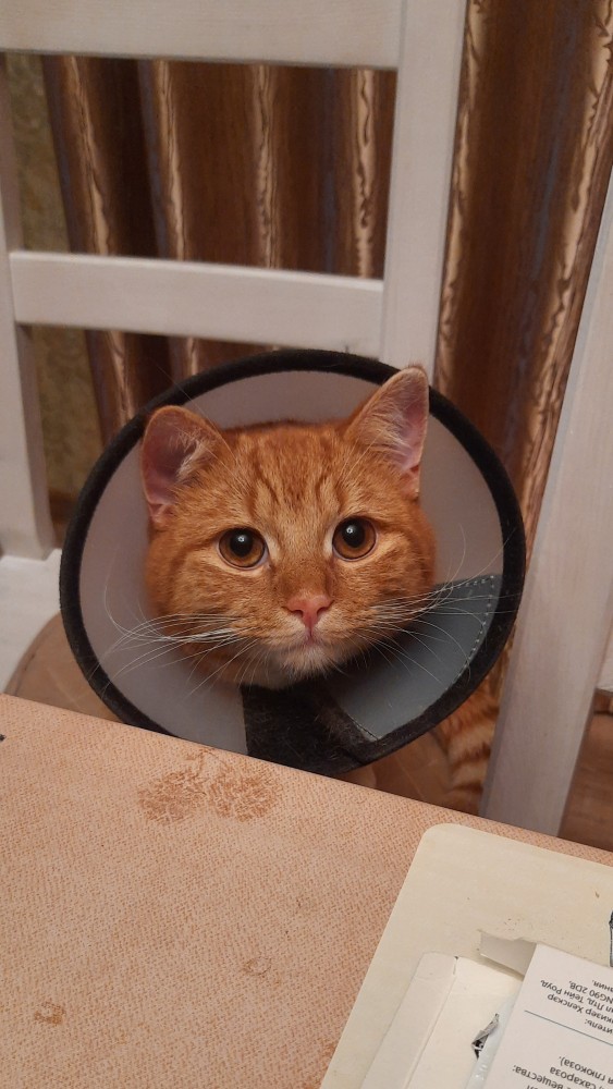 Котовторник