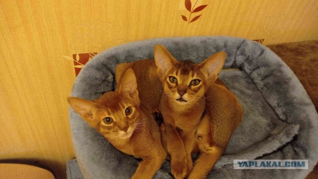 Тот самый отец, который "никаких животных в моём доме!"