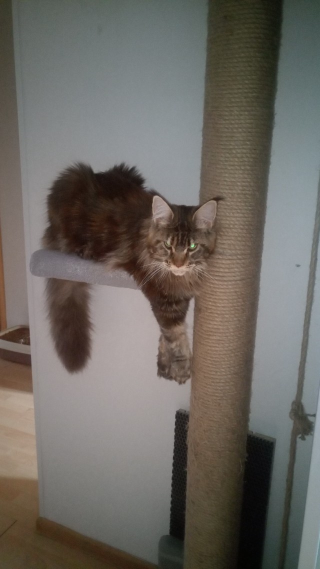 Ну, поехали в котоввторник!