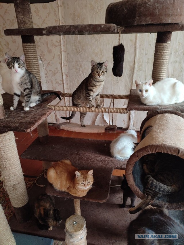 Котики в беде