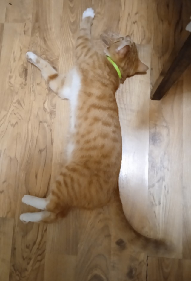 Ура! Котовторник.