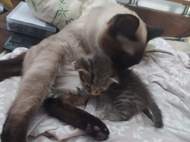 КотоФторник 23.08.22