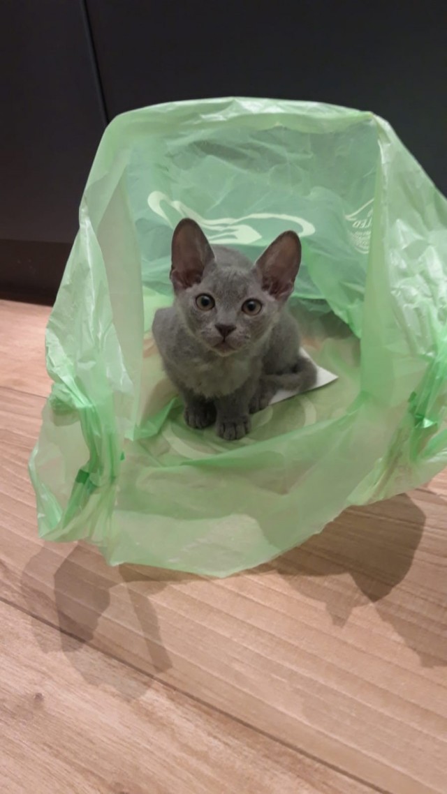 С Котовторником вас! Зовут Чеса!