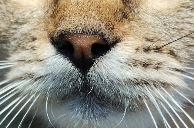 Немного милоты в котовторник