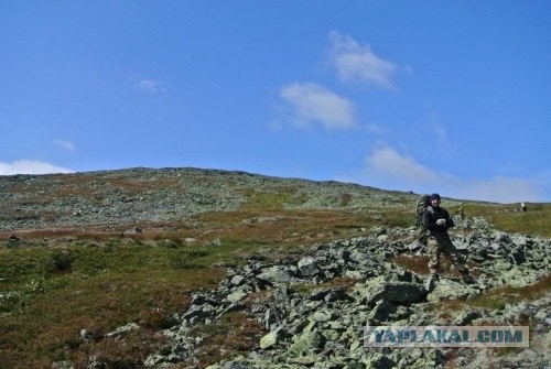 Мои черничные две недели.