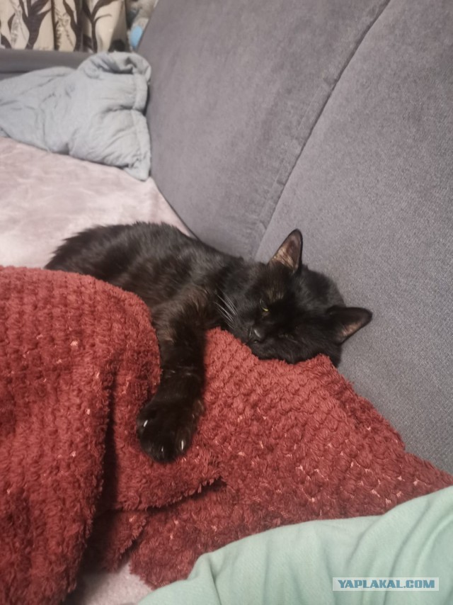 Про кота в четверг